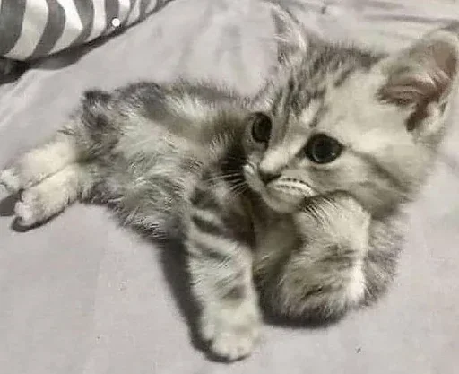 Sticker PWNUPTK_by_stikers_du_ark_bot - 1