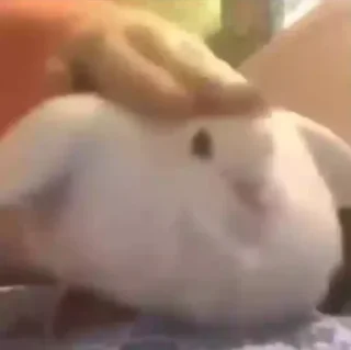 Стикер Pablo - 11