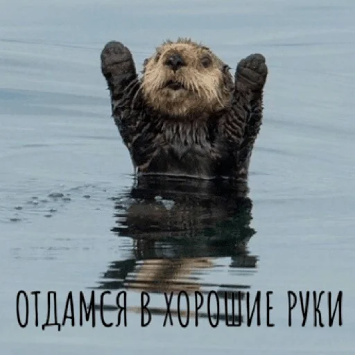 Sticker Pacifist - 1