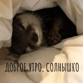 Стикер pacifist - 11