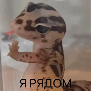 Стикер pacifist - 7