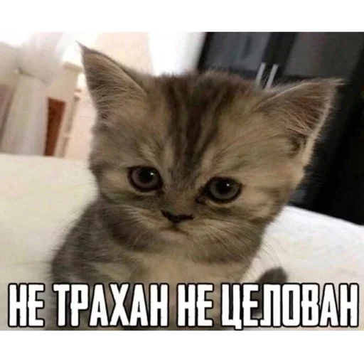 Sticker сап двач мурмурмурмур - 10