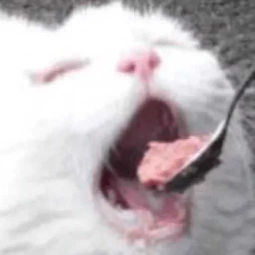 Sticker Pack by Mr. Jackson - 7