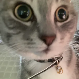 Стикер Пьяни кот😘😘 - 1