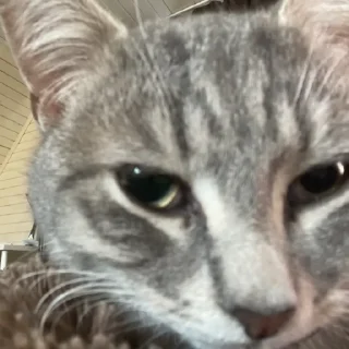 Стикер Пьяни кот😘😘 - 3