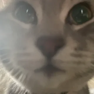 Стикер Пьяни кот😘😘 - 6