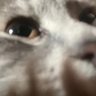 Стикер Пьяни кот😘😘 - 2