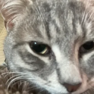 Стикер Пьяни кот😘😘 - 0