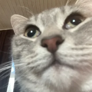 Стикер Пьяни кот😘😘 - 9