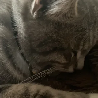 Стикер Пьяни кот😘😘 - 7