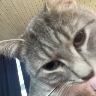 Стикер Пьяни кот😘😘 - 10