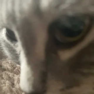 Стикер Пьяни кот😘😘 - 5