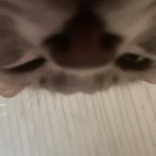 Стикер Пьяни кот😘😘 - 8