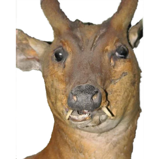 Sticker Пак Таксидермиста @stickerus - 11