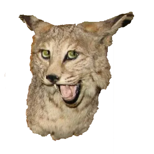 Sticker Пак Таксидермиста @stickerus - 9