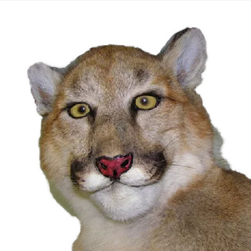 Sticker Пак Таксидермиста @stickerus - 8