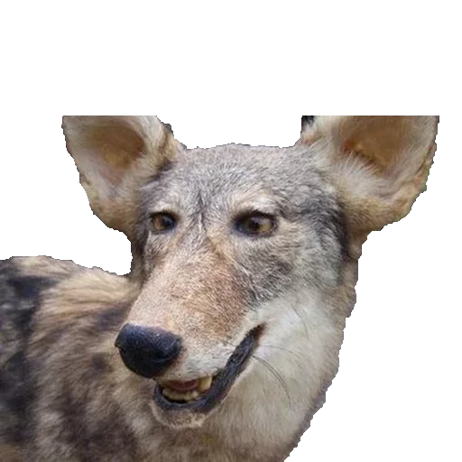 Sticker Пак Таксидермиста @stickerus - 7