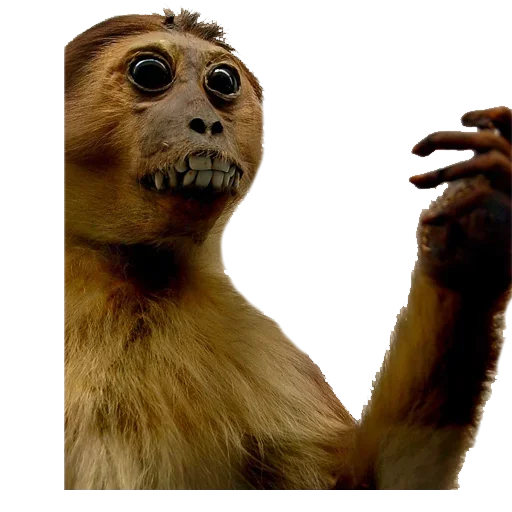 Sticker Пак Таксидермиста @stickerus - 1