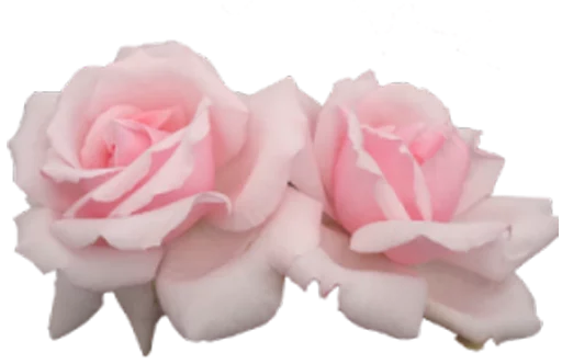 цветок растение лепесток