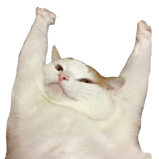 животное млекопитающее кошка