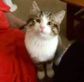 Sticker Packmam 2 |s| - 11