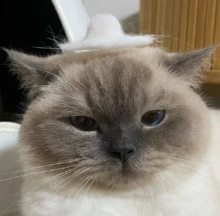 Sticker Packmam 2 |s| - 6