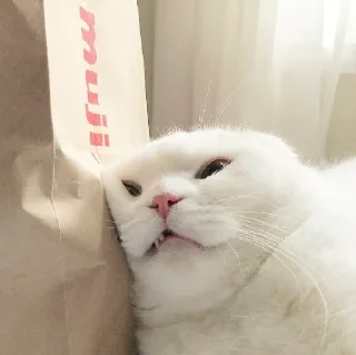 Sticker ଘ(੭ˊ꒳​ˋ)੭✧ - 1