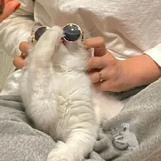 Sticker ଘ(੭ˊ꒳​ˋ)੭✧ - 11