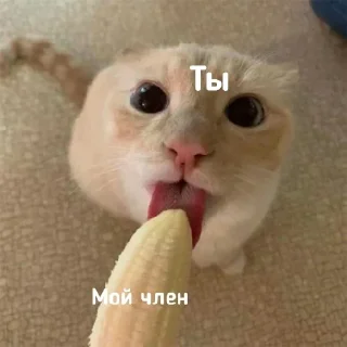 Sticker ଘ(੭ˊ꒳​ˋ)੭✧ - 6