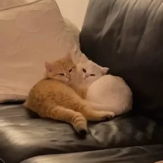 Sticker ଘ(੭ˊ꒳​ˋ)੭✧ - 2