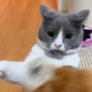 Sticker ଘ(੭ˊ꒳​ˋ)੭✧ - 7