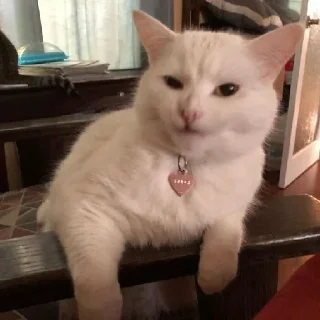 Sticker ଘ(੭ˊ꒳​ˋ)੭✧ - 0