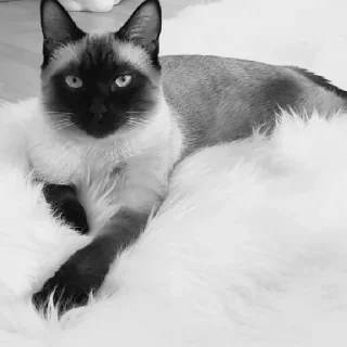 Sticker Пафосная Кися Джоанна - 7