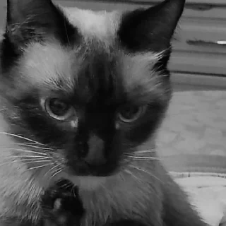 Sticker Пафосная Кися Джоанна - 8