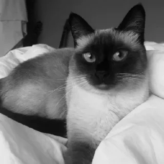 Sticker Пафосная Кися Джоанна - 2