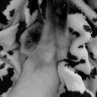 Sticker Пафосная Кися Джоанна - 9