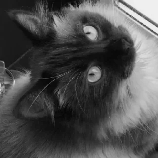 Sticker Пафосная Кися Джоанна - 6