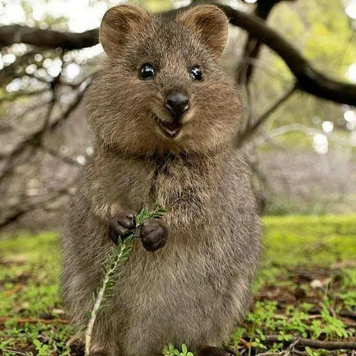 животное млекопитающее на открытом воздухе