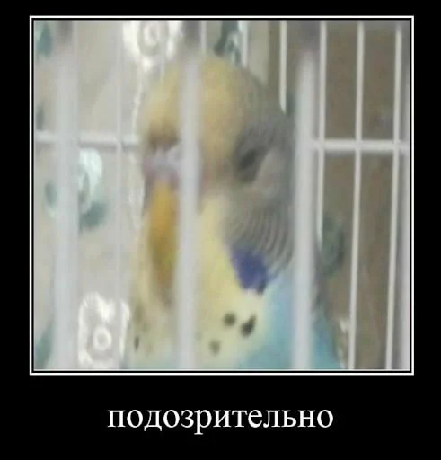 parrot bird animal