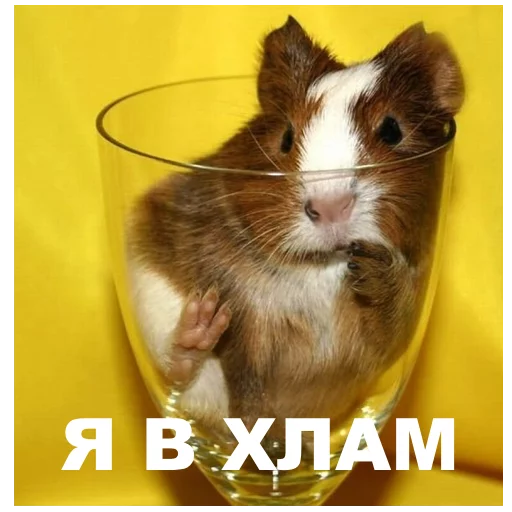 animal mammal rodent