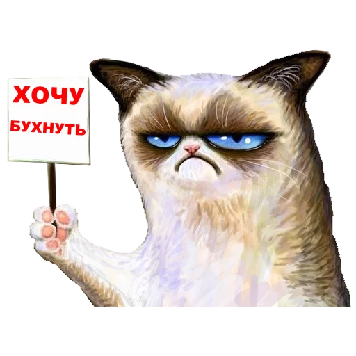 cat domestic cat animal