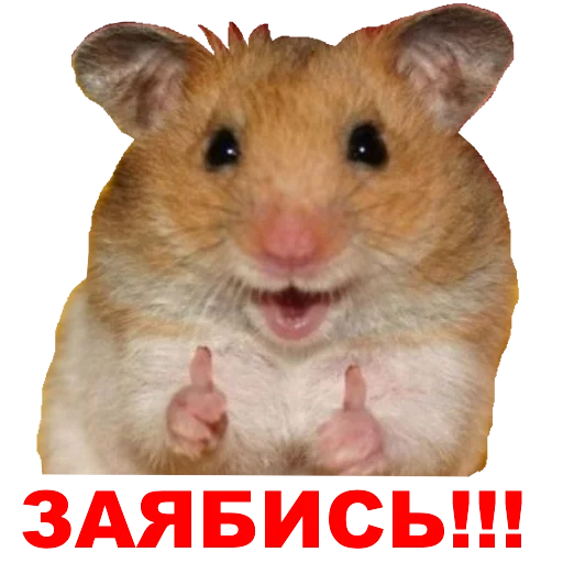 mammal animal hamster