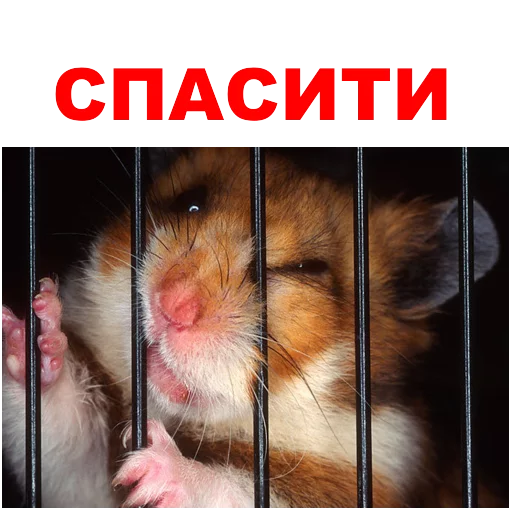 animal mammal hamster