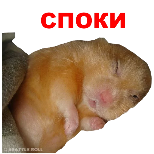 mammal animal hamster