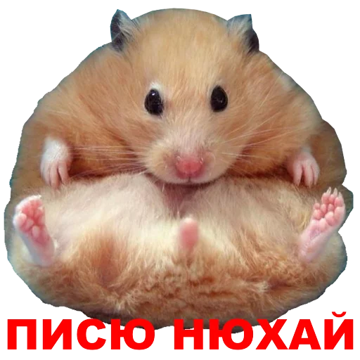 animal mammal hamster