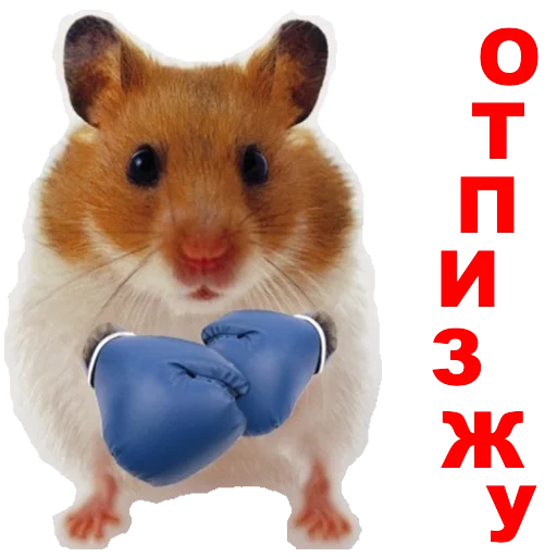 hamster mammal animal