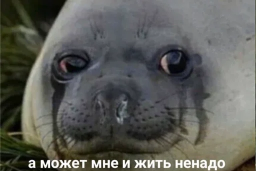 animal mammal aquatic mammal