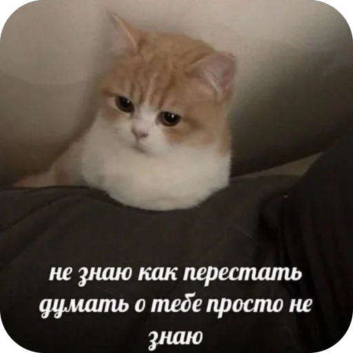 Sticker Palata_683 - 1