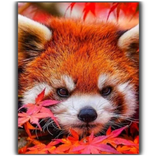 Стикер Panda - 11