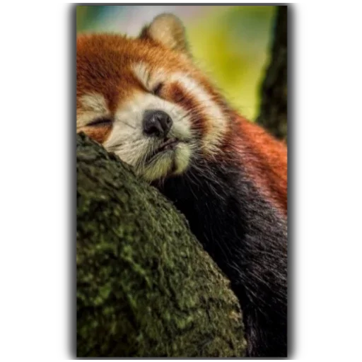 Стикер Panda - 10